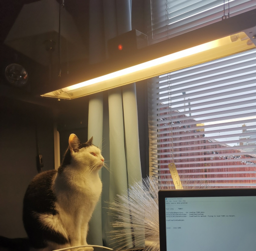 Ella the cat enjoying fluorescent light
I'm sure that Ella thinks that the lights over my desk are some kind of sun lamps and that if she stays there, she will feel heat as she does when sitting in the sun. She often sits here when it's raining and dull meaning that she can't go outside.
