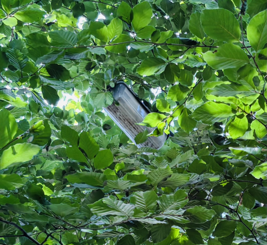 White Horse Ally Beta
Grabbed a shot of one of our remaining Beta 5s down White Horse Alley on the way to the doctors this morning!, I so want to rescue this now it’s buried among trees during summer!, sadly it’s been disconnected since December 2016!
