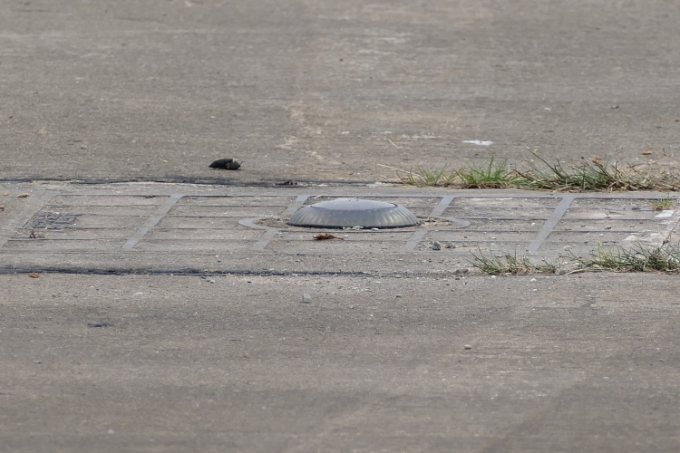 Disused G.E.C ZA201/B taxiway light.
This is what the taxiway light in the other picture should look like when it's not been smashed up.
This section of old taxiway is inside the boundary of the new airport so has been untouched from vandals.
I took this through the main perimeter fence which bisects the old taxiway.
