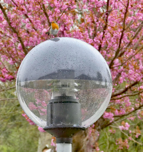 Mr Robin Approves
The local Robin who I've managed to hand tame likes the new patio light...
