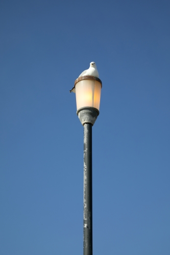 Interesting Dayburner...
Spotted this rather sad looking Thorn Gamma Basique along the waterfront at West Kirkby on the Wirral.

It is dayburning but not due to a faulty photocell...
I wonder how much electricity across the country is wasted from birds?
