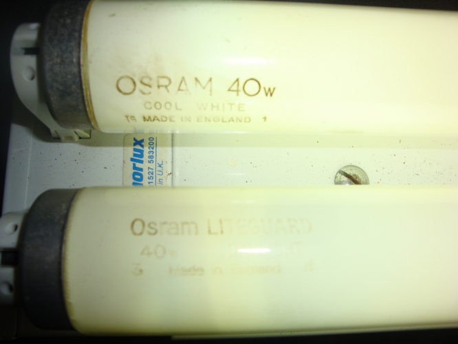 osram 40w cool white and osram lifeguard 40w daylight both 2ft
