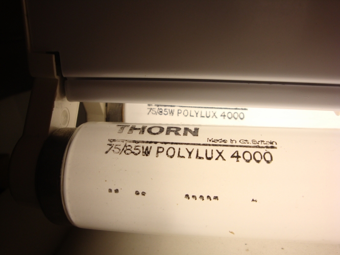 thorn polylux 75/85w twin
