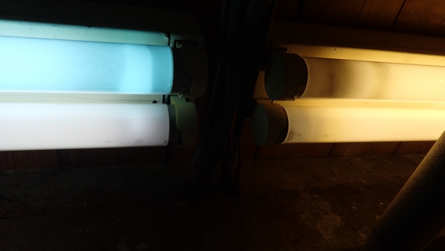 Thorn 5' 65-80W Radar Blue
Compared with Northlight and White on the right.
