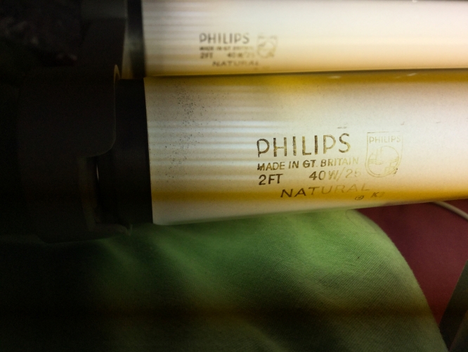 2ft 40W Philips 25 natural lit
Here are 2 of the colour 25 Philips tubes lit these have a nice colour and are bright loaded with mercury too (that's what the specels are tiny mercury droplets :) )

The in focus tube has been swirling nicely
