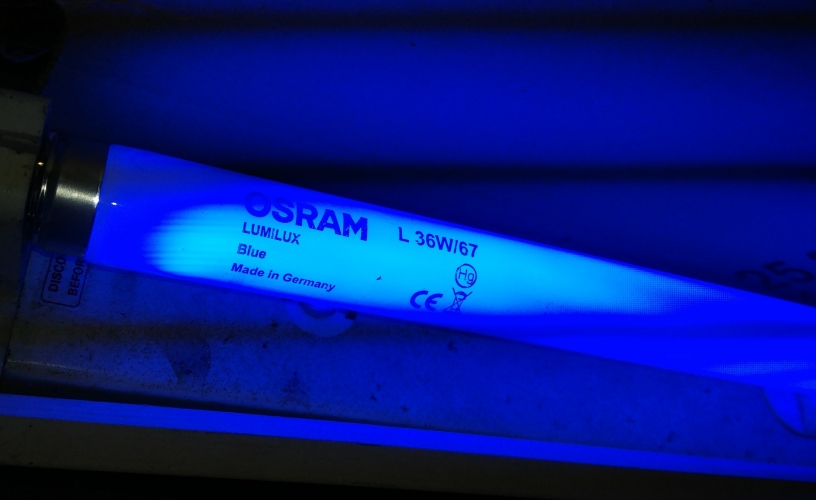 Osram Lumilux Blue 36w/67 - Lit

As you can see it's a lovely rich & bright shade of blue, proper lush!
