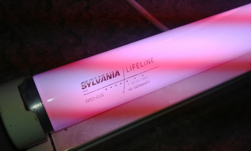 Sylvania Lifeline 40w Gro-Lux - Lit
