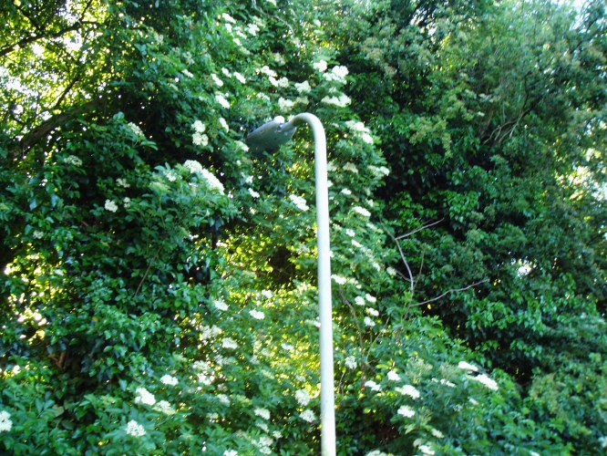 LED Street Lamp or Tree Light?
This is at the bottom of my garden and is supposed to light the short footpath at the back of our houses. As can be seen it is/has been taken over by the Elder tree! It does give a nice back drop at night though!
Keywords: streetlight;LED
