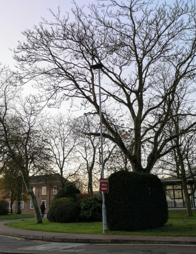 WRTL/Indal Stela Installation Still In Use
Just spotted while dropping my husband off at Cranfield University for an interview...they still appear to be using a good number of these first generation LED lanterns around their campus.

I should really swing by after dark at some point so I can get some photos to show how far things have moved forward in the world of LED streetlighting in the last few years.

Funny to notice these given I was making comparisons between them and the Halophane V-Max (have both lanterns in question in my collection now) only a day or so back.  Didn't realise there were any still in service given most of the first generation LED lanterns didn't seem to enjoy a particularly long service life.

When do these date from?  Sure I recall the first ones popping up just after I started visiting a friend here, which would have been 2003/4 I'd think 
Keywords: wrt; Indal; Stela; led; streetlight; Cranfield; university