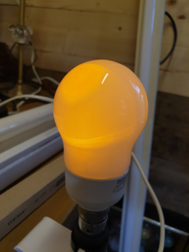 Philips 9W CFL with LED nightlight mode
Here it is in action - I got it back in summer 2018 
