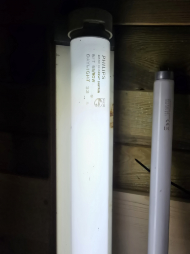 Philips 65W/80 Daylight (colour 33)
The tube that came in the GEC Europa 

Technically it is neutral white (colour 33) but is called Daylight 
