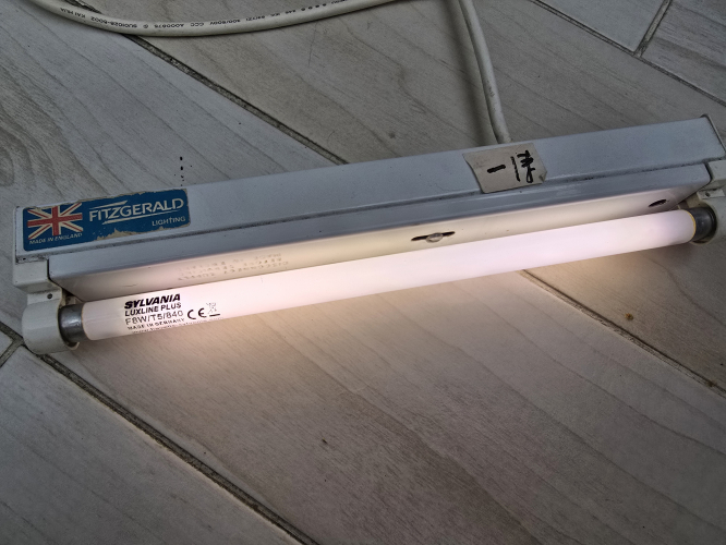 Sylvania Luxline colour 840 triphosphor cool white 8W tube
Got this today, BNIB
