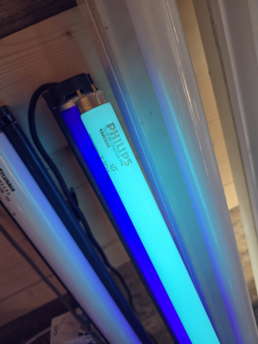 Philips Graphica Pro (950 daylight triphosphor) under blacklight
After seeing posts on LG about some triphosphor tubes glowing a green or teal colour underneath a blacklight, I decided to see if it would be the case with the Philips Graphica Pro 18W tube that I got from Andy last year.

Glows a beautiful teal green 
