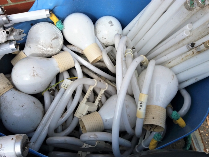Lots of Philips QL lamps at the lamp recycling bin
I turned up to one of my regular lamp bins today and instead of the bin being there there was a massive tube pile and some plastic tubs filled with smaller lamps. They were all filthy and looked like they had been outside for ages so I have no idea what the story behind them ending up there was... Anyway, there were a lot of these Philips QL lamps (I saved 3 of them).
