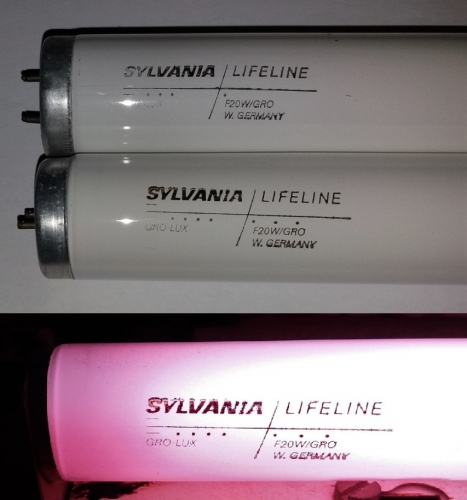 Sylvania 20w Gro-Lux tubes
Found in the haul earlier today. These are my first T12 Gro-Lux tubes, quite an awesome colour I have to say.
