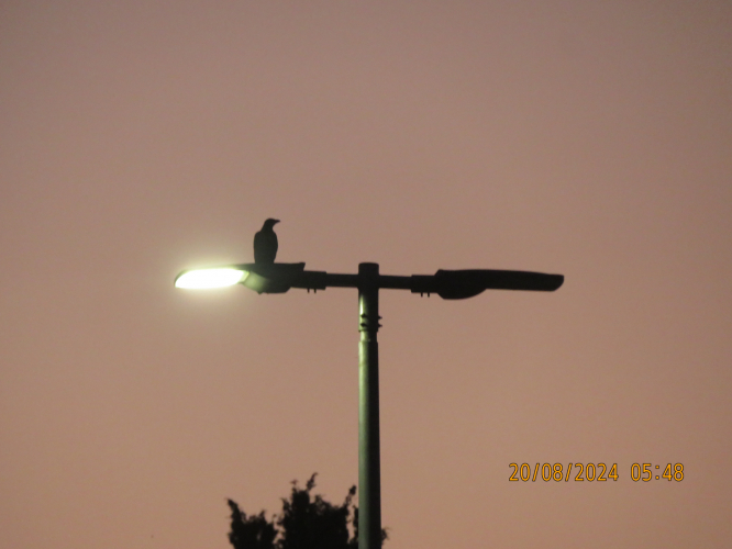 EOLED at the end of Moria Street
I've seen that the right LED lantern of this lamppost don't working.
