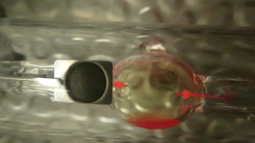 Hot restrike of my 70W 8000K MH lamp
[url]https://www.youtube.com/watch?v=TJPSYsoJjx0[/url]
It have a yellow color vapor when turning off. Probably from thallium, but Stanislav said at the time in LG, that the indium vapor is yellow, in one of his Osram HBI pictures.
It also reaches blue color like the Thorn/GE CID, after the hot restrike.
There is no glow before hot restrike, but it restrikes very fast, like all coloured 70W MH lamps.
