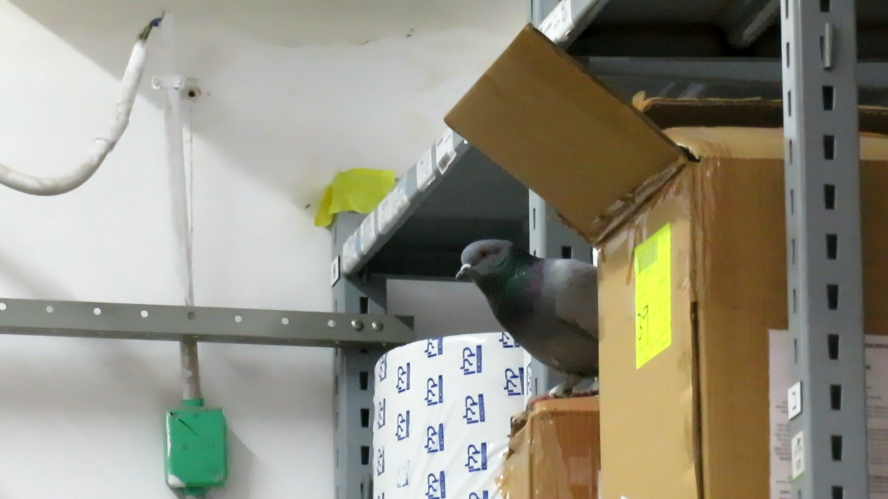 Pigeon in the storage of Carmel hospital
[url]https://www.youtube.com/watch?v=HSA3brK667w[/url]
This was happened to us in the last week.
Simply scary.

