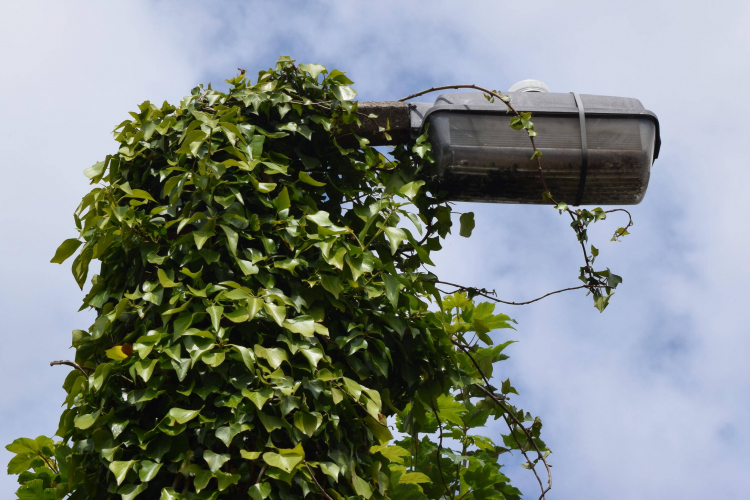 Thorn Beta 5
Slowly but surely being consumed!
